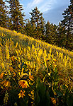 Morning Sunshine - Oregon Wildflowers Sunrise Landscape by Gary Regner