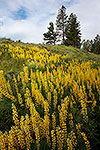 Longspur Lupine - Oregon Wildflowers Landscape by Gary Regner