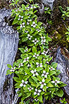 Bunchberries - Washington White Wildflowers  by Gary Regner