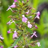Texas wildflower - Annual Pennyroyal (Hedeoma acinoides)