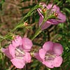 Texas wildflower - Agalinis (Agalinis sp.)
