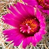Texas wildflower - Ball Cactus (Coryphantha vivipara)