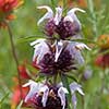 Texas wildflower - Basil Beebalm (Monarda clinopodioides))