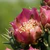 Texas wildflower - Cane Cactus (Opuntia imbricata)