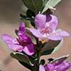 Texas wildflower - Cenizo (Leucophyllum frutescens)