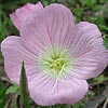 Texas wildflower - Evening Primrose (Oenothera speciosa)