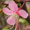 Texas wildflower - Mexican Buckeye (Ungnadia speciosa)