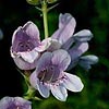 Texas wildflower - Foxglove (Penstemon Cobaea)