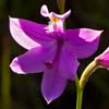 Texas wildflower - Grass-pink Orchid (Calopogon tuberosus)