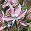 Texas wildflower - Havard's Ipomopsis (Ipomopsis havardii)