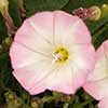 Texas wildflower - Hedge Bindweed (Calystegia sepium)