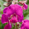 Texas wildflower - Hoary Pea (Tephrosia Lindheimeri)