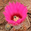 Texas wildflower - Lace Cactus (Echinocereus Reichenbachii)