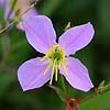 Texas wildflower - Meadow-Beauty (Rhexia mariana)