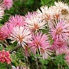Texas wildflower - Pink Mimosa (Mimosa borealis)