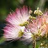 Texas wildflower - Mimosa (Albizia julibrissin)