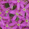 Texas wildflower - Mountain Pinks (Centaurium Beyrichii)