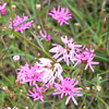 Texas wildflower - Palafoxia (Palafoxia callosa)
