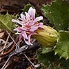 Texas wildflower - Peonia (Acourtia runcinata)