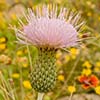 Texas wildflower - Plumed Thistle (Cirsium undulatum)