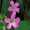 Texas wildflower - Wood-Sorrel (Oxalis Drummondii)