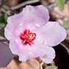 Texas wildflower - Rock Hibiscus (Hibiscus denudatus)
