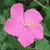Texas wildflower - Rose Mallow(Pavonia lasiopetala)