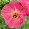 Texas wildflower - Rose Prickly Poppy (Argemone sanguinea)