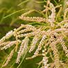 Texas wildflower - Salt Cedar (Tamarix gallica)
