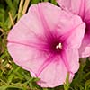 Texas wildflower - Salt-Marsh Morning Glory (Ipomoea sagittata)
