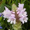 Texas wildflower - Sand Brazoria (Brazoria pulcherrima)