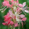 Texas wildflower - Scarlet Gaura (Gaura coccinea)