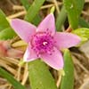 Texas wildflower - Sea-Purslane (Sesuvium portulacastrum)