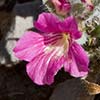Texas wildflower - Shaggy stenandrium (Stenandrium barbatum)
