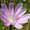 Texas wildflower - Skeleton Plant (Lygodesmia texana)