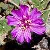 Texas wildflower - Trailing Four-O'Clock (Allionia incarnata)