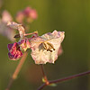 Texas wildflower - Umbrellawort (Mirabilis linearis)