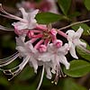 Texas wildflower - Wild Azalea (Rhododendron canescens)