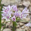 Texas wildflower - Wild Garlic (Allium Drummondii)