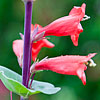 Texas wildflower - Scarlet Beardtongue (Penstemon murrayanus)