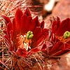Texas wildflower - Brown-Flowered Cactus (Echinocereus chloranthus)