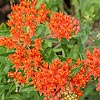 Texas wildflower - Butterfly Weed (Asclepias tuberosa)