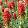Texas wildflower - Crimson Clover (Trifolium incarnatum)