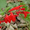 Texas wildflower - Cedar Sage (Salvia Roemeriana)
