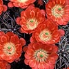 Texas wildflower - Claret Cup Cactus (Echinocereus triglochidiatus)