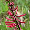 Texas wildflower - Coral Bean (Erythrina herbacea)