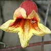 Texas wildflower - Crossvine (Bignonia capreolata)