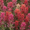 Texas wildflower - Prairie Paintbrush (Castilleja purpurea)