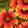 Texas wildflower - Firewheel (Gaillardia pulchella)