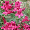 Texas wildflower - Scarlet Penstemon (Penstemon triflorus)